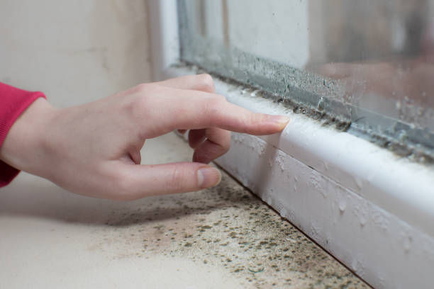 Best Real Estate Mold Inspection  in Avodo Heights, CA
